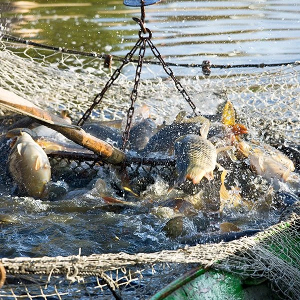 Pesce d'allevamento