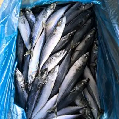 Cosa rende Pacific Mackerel una scelta preziosa per gli acquirenti di prodotti ittici?