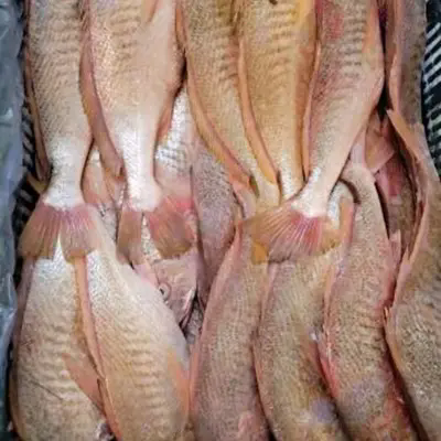 Quali variabili nascoste alterano il valore ottenuto di Premium Frozen Yellow Croaker Whole Round?