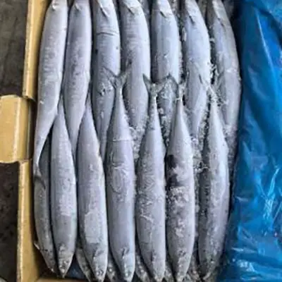 BQF Sea Frozen Saury del Pacifico