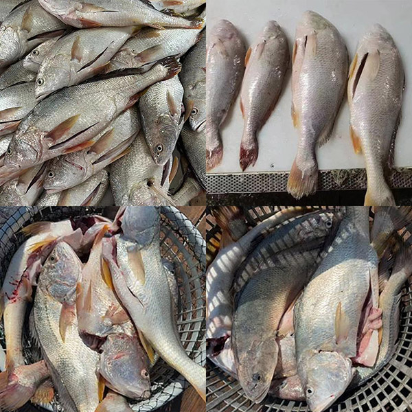Ombrina bianca fresca congelata eviscerata