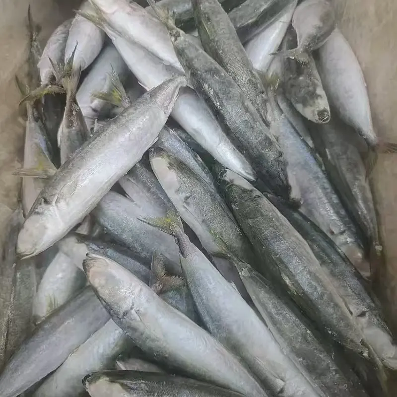 Frozen Layang scad tutto intorno