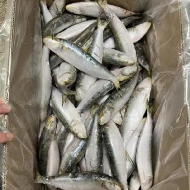Sardina congelata intera