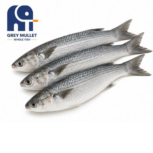 Pesce intero di triglia congelato di alta qualità