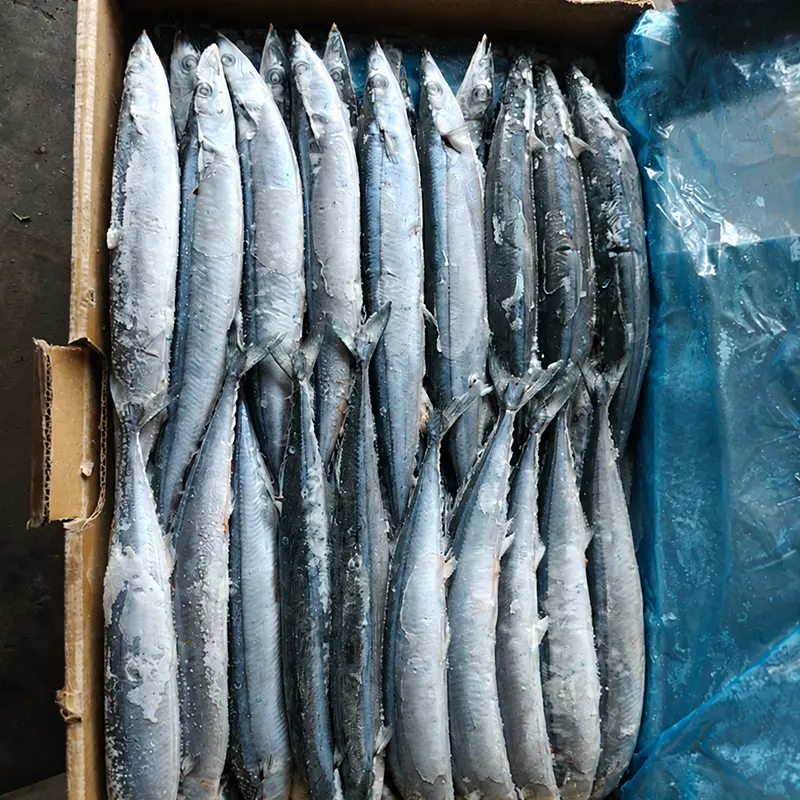 Saury del Pacifico congelato dal mare di alta qualità