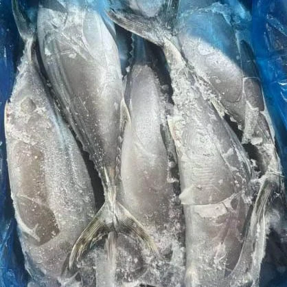 Sarda Tuna