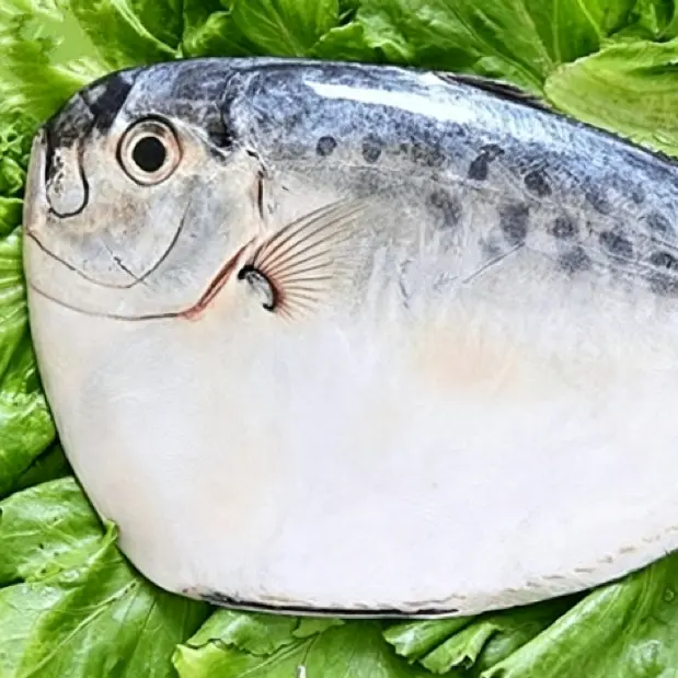Pesce luna congelato IQF intero
