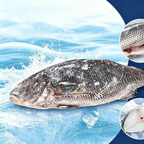 Ombrina marrone congelata nutriente eviscerata