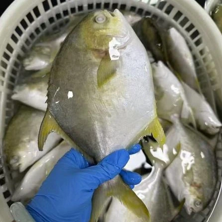 Pomfret dorato congelato premium