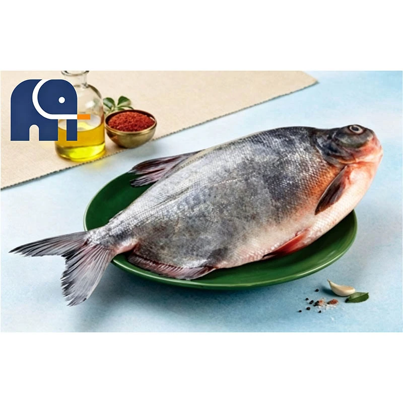 Pomfret rosso congelato premium intero rotondo