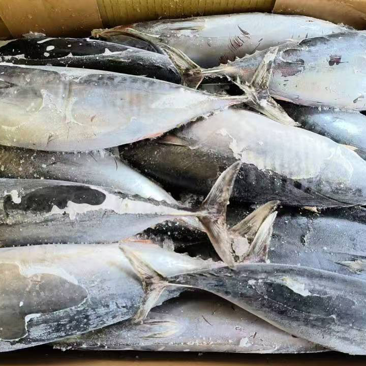 Tonno Bonito Intero Congelato Di Mare