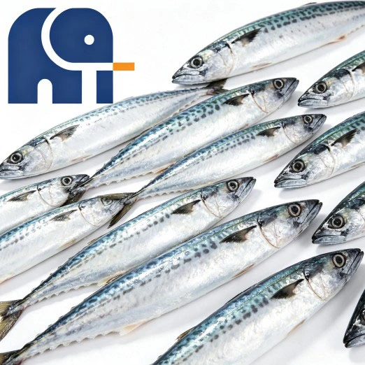 Sgombro del Pacifico congelato dal mare