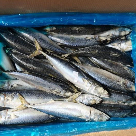 Cattura invernale dello sgombro del Pacifico